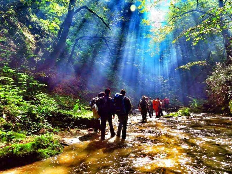 trekking in the Caspian Hyrcanian forest of North Iran